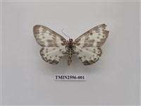 藏品(尺蛾109)的圖片